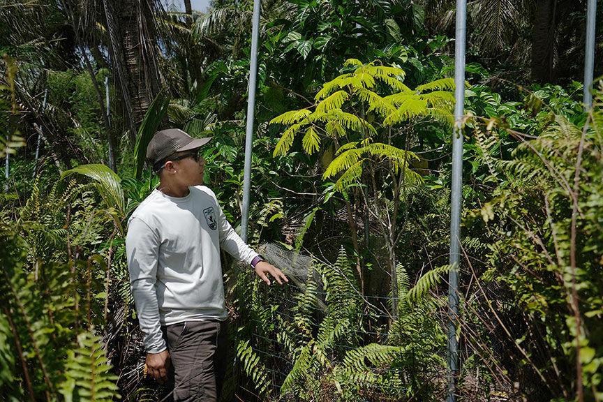 Guam in Photos 2019 - July - Endangered tree surrounded by military buildup